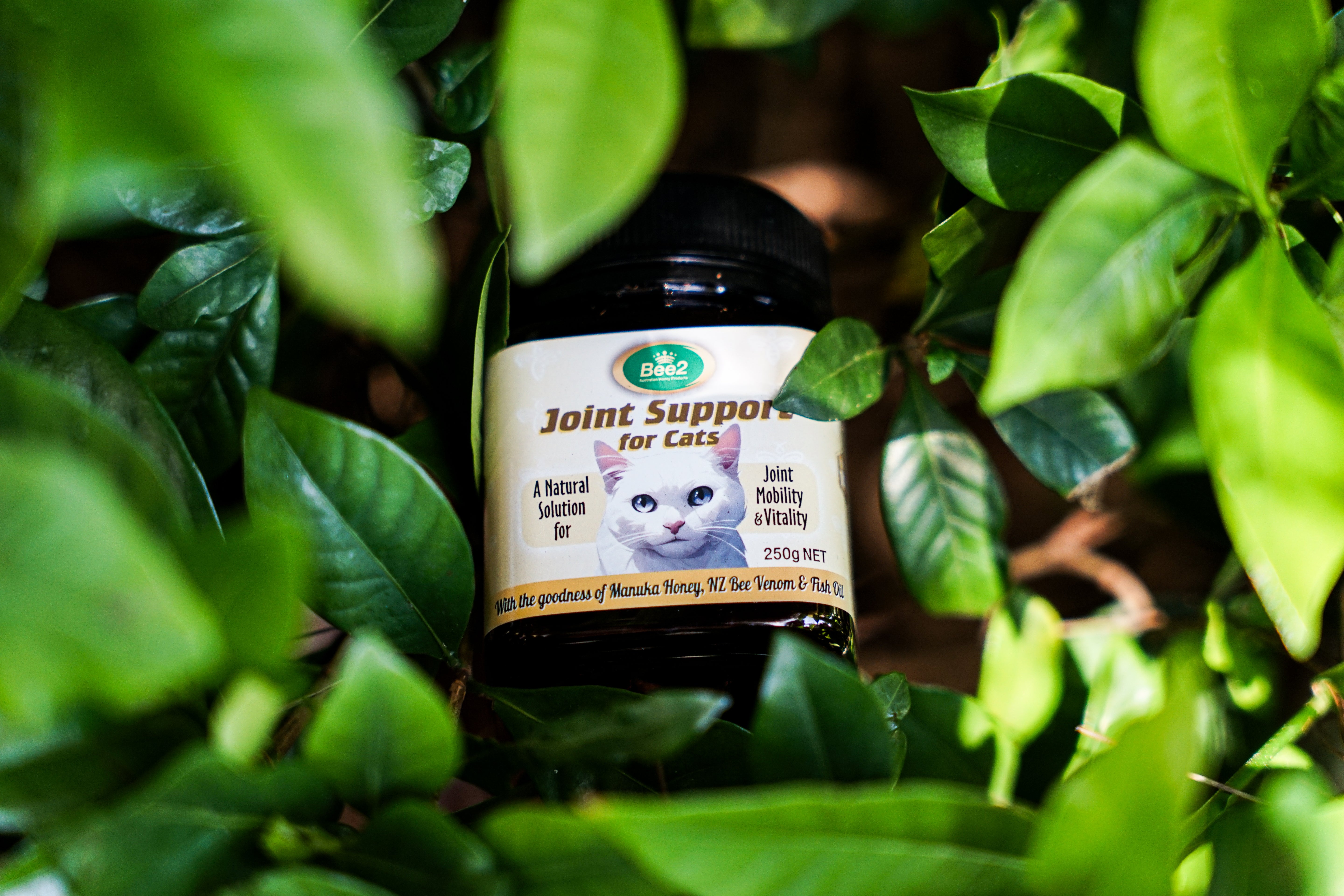 Manuka Honey For Cats